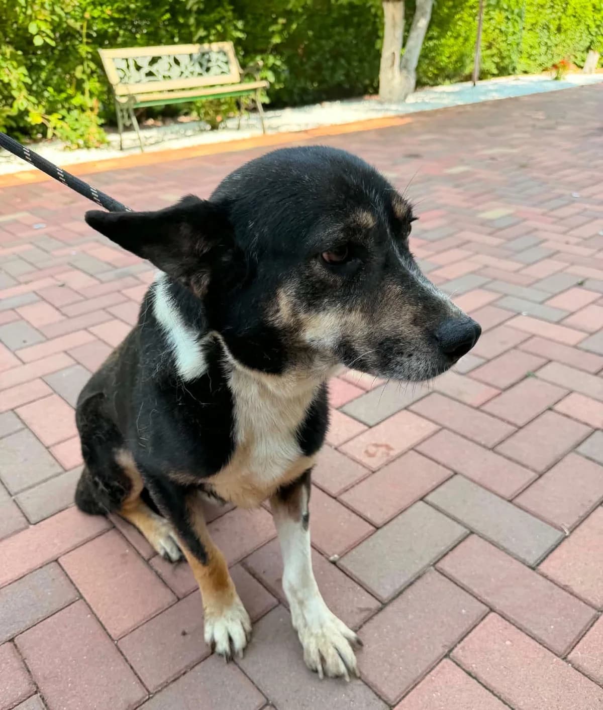 Sture (26-332), gra male 7yo Mixed Breed for adoption at Amazing Friends, Säter