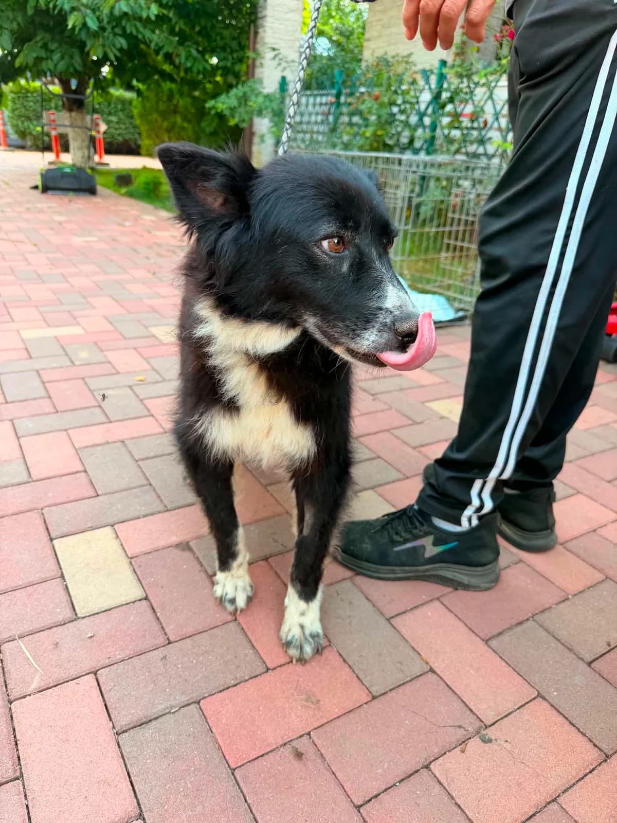 Stina (26-333), female 6yo Mixed Breed for adoption at Amazing Friends, Säter