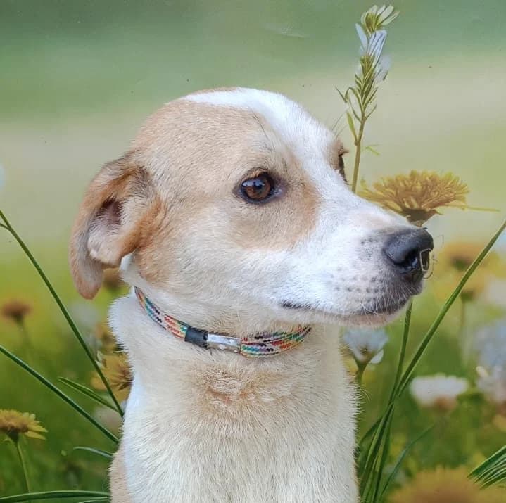 Riot (26-334), male young Mixed Breed for adoption at Amazing Friends, Säter