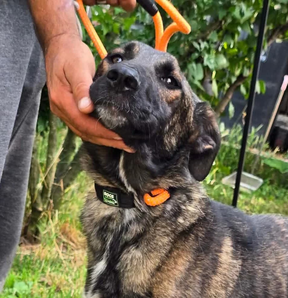 Trinity (26-354), female 4yo Mixed Breed for adoption at Amazing Friends, Säter
