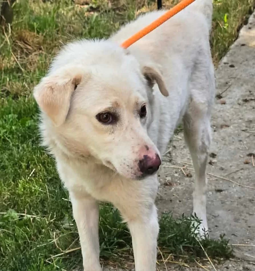Xander (26-361), male 4yo Mixed Breed for adoption at Amazing Friends, Säter