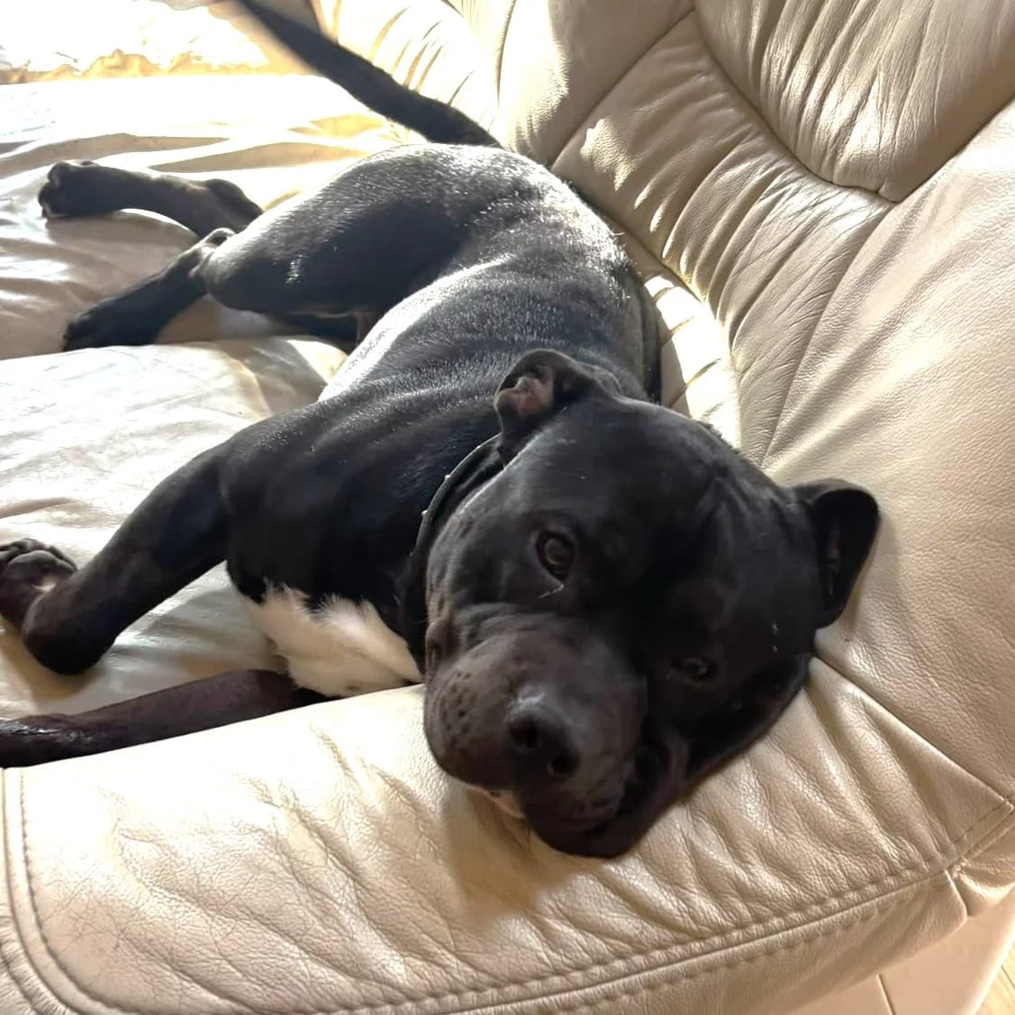 Pascal (26-362), male young Mixed Breed for adoption at Amazing Friends, Säter