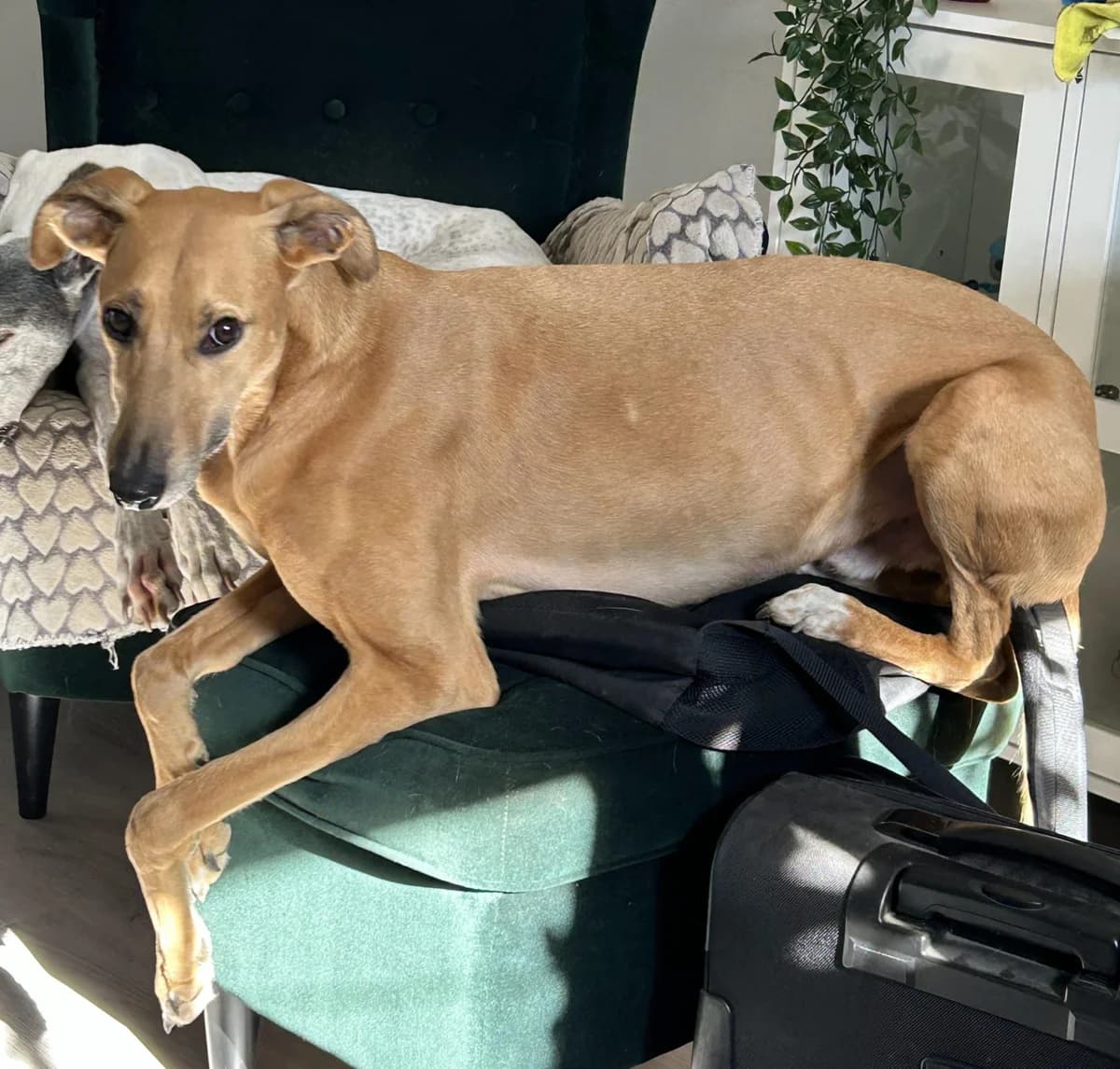 Bruno (26-364), gra male 6yo Mixed Breed for adoption at Amazing Friends, Säter