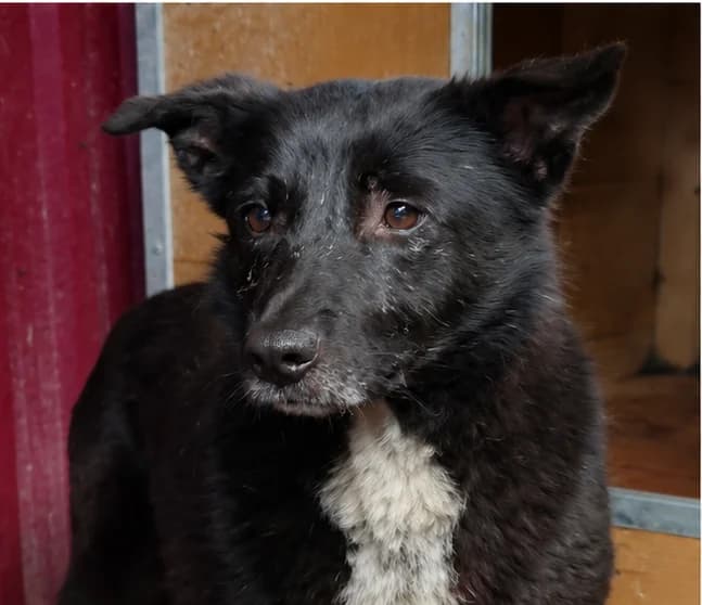 Rose (26-368), female 5yo Mixed Breed for adoption at Amazing Friends, Säter