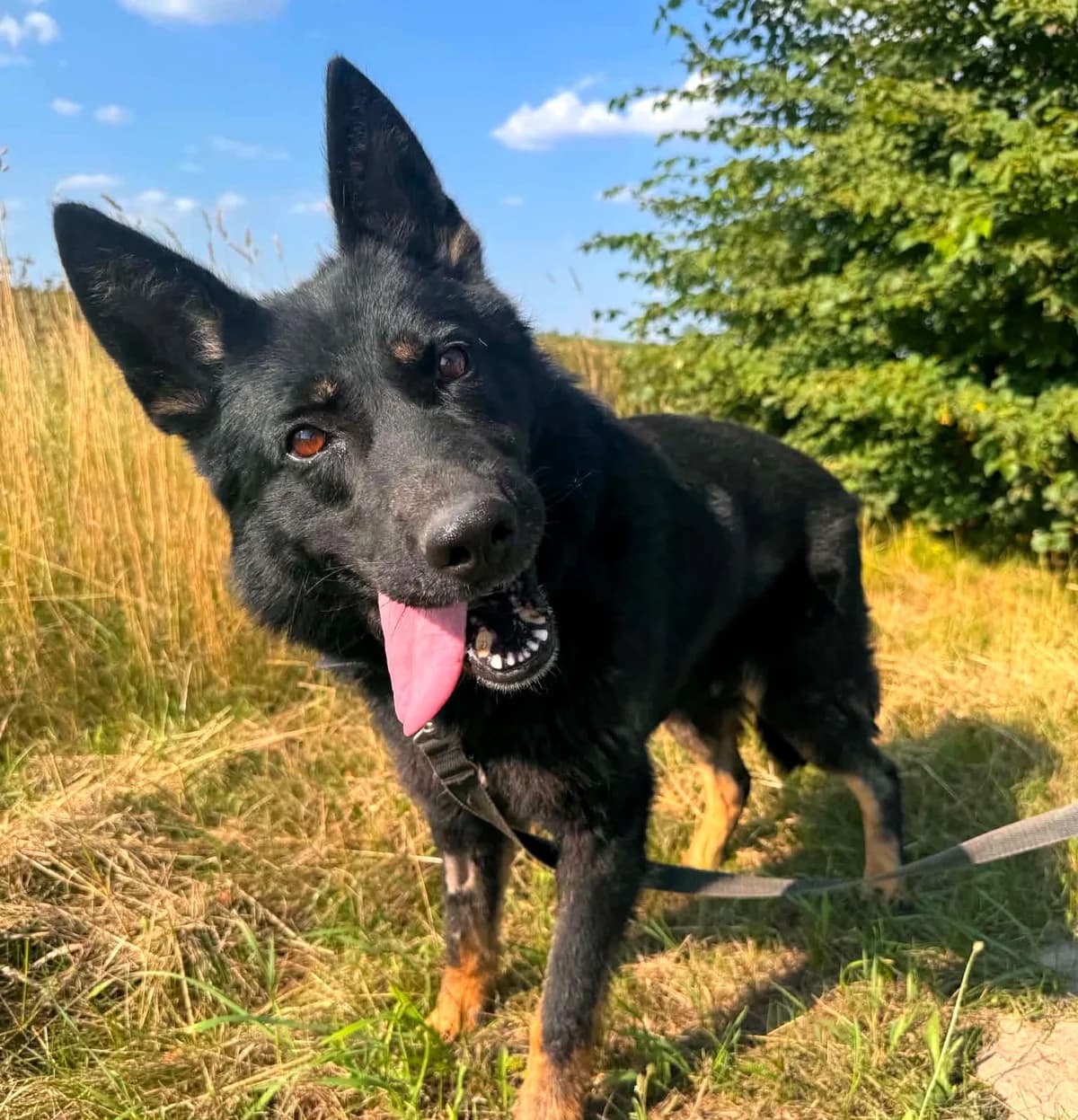 Cezar (26-369), male 4yo Mixed Breed for adoption at Amazing Friends, Säter