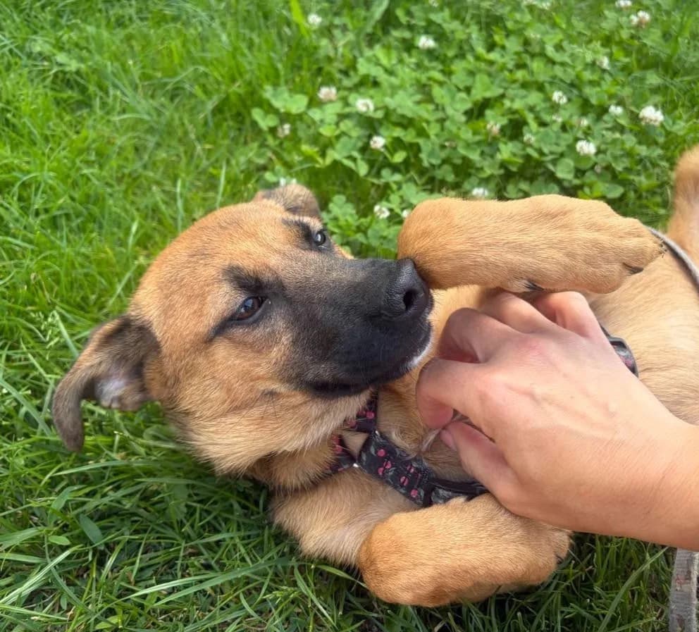 Modena (26-370), gra female Mixed Breed for adoption at Amazing Friends, Säter