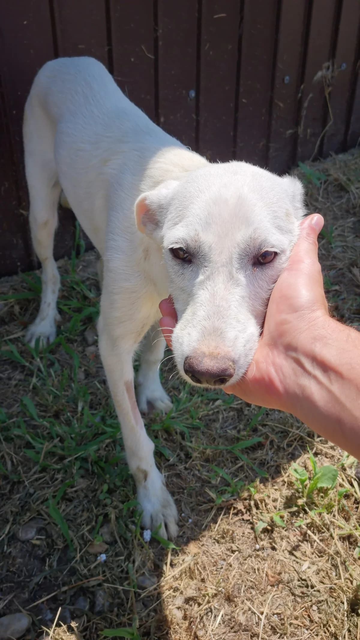 Albina (26-371), female Mixed Breed for adoption at Amazing Friends, Säter