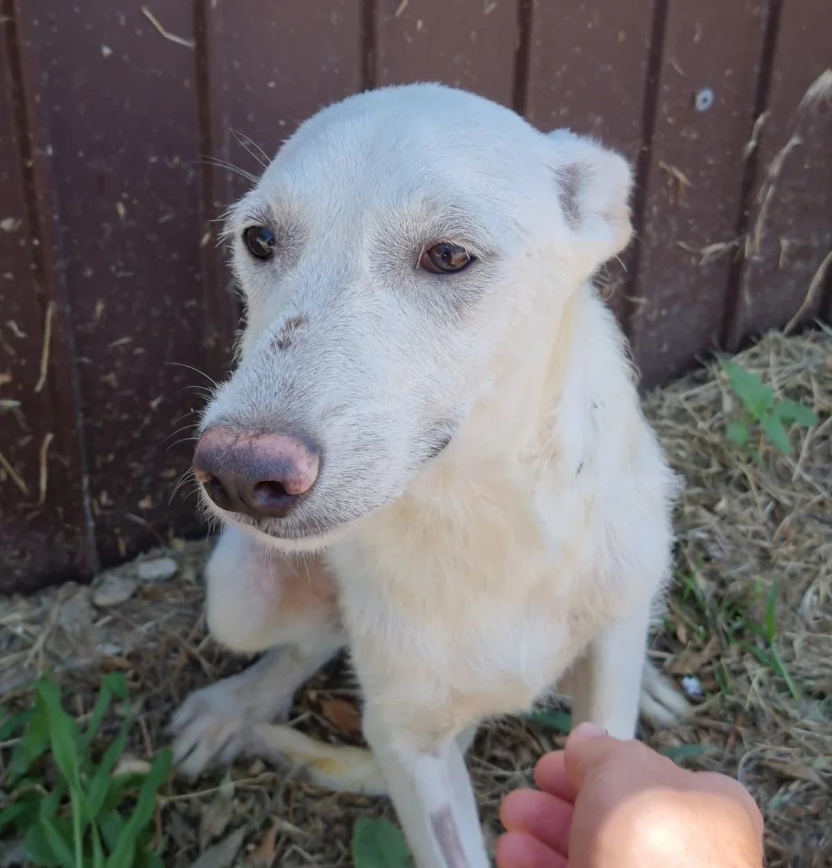 Cash (26-372), male Mixed Breed for adoption at Amazing Friends, Säter