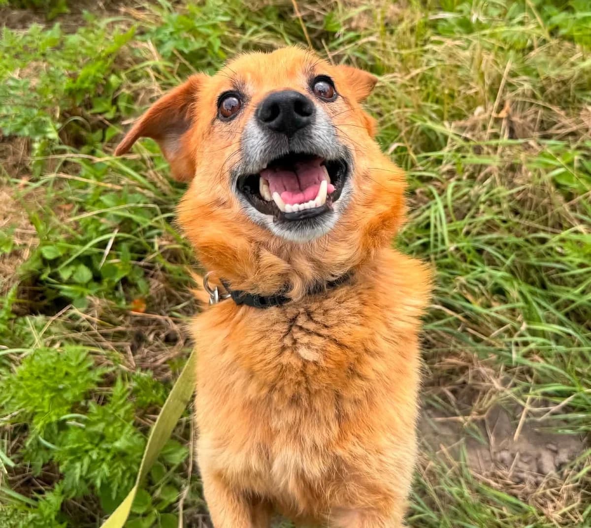 Tosse (26-375), male 7yo Mixed Breed for adoption at Amazing Friends, Säter