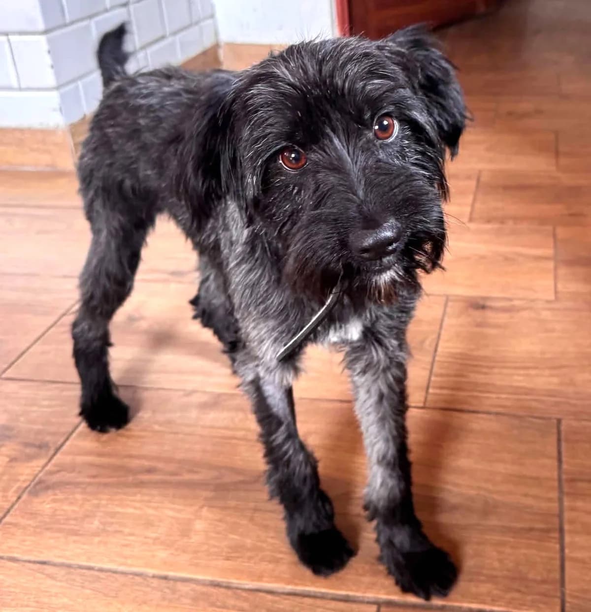 Cosmo (26-378), male 3yo Mixed Breed for adoption at Amazing Friends, Säter