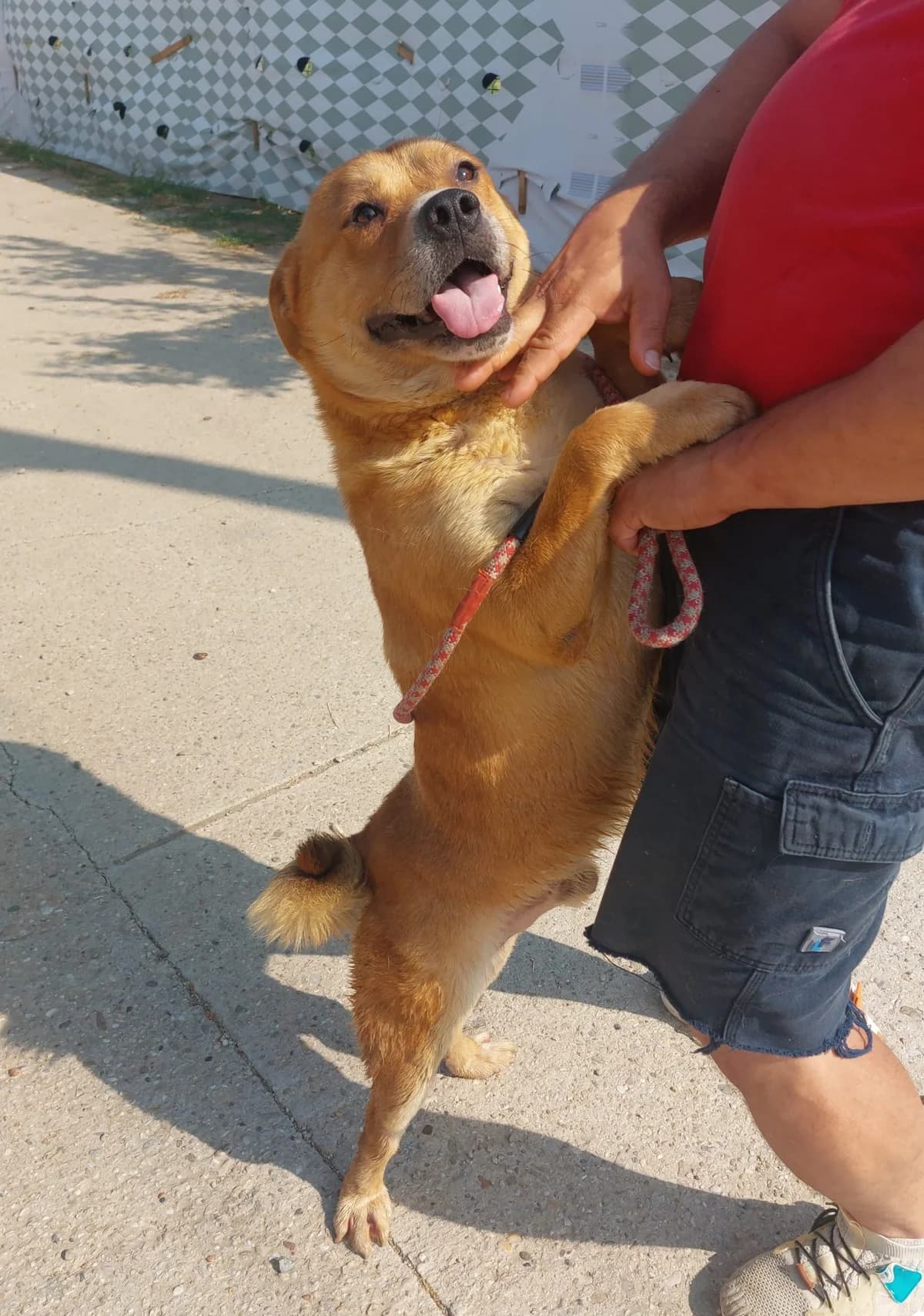 Obelix (26-380), male 3yo Mixed Breed for adoption at Amazing Friends, Säter