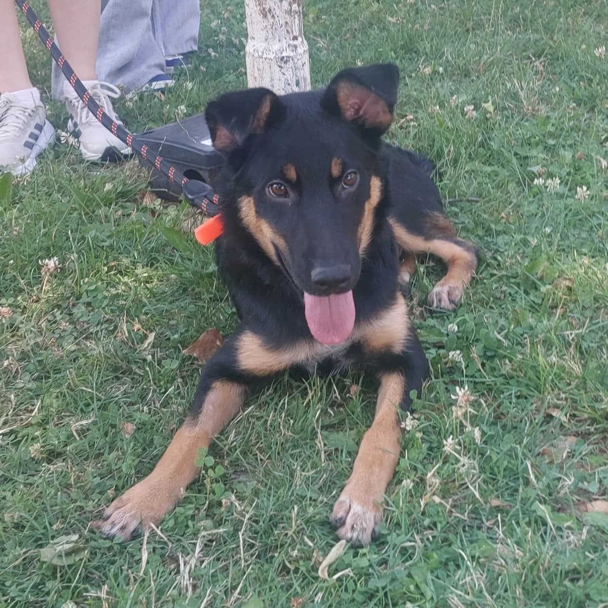 Rico (26-381), male Mixed Breed for adoption at Amazing Friends, Säter