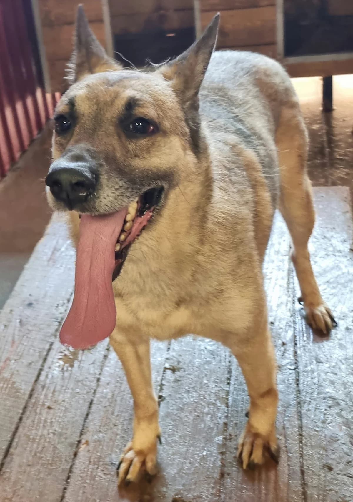 Bamse (26-383), male 4yo Mixed Breed for adoption at Amazing Friends, Säter