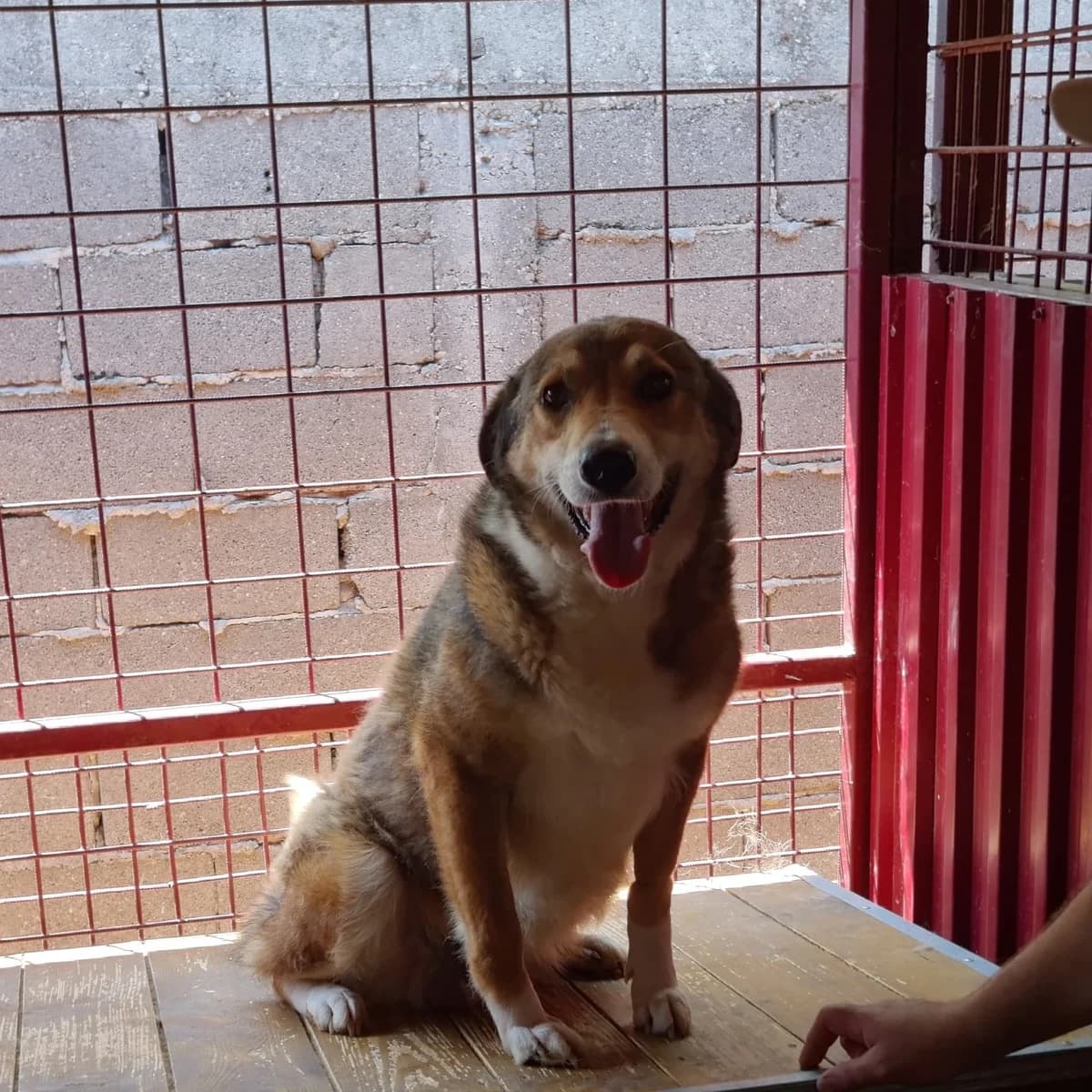 Tiana (26-384), female 5yo Mixed Breed for adoption at Amazing Friends, Säter
