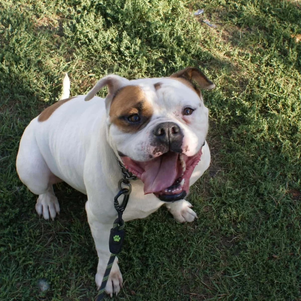 Onix (26-385), male senior Mixed Breed for adoption at Amazing Friends, Säter