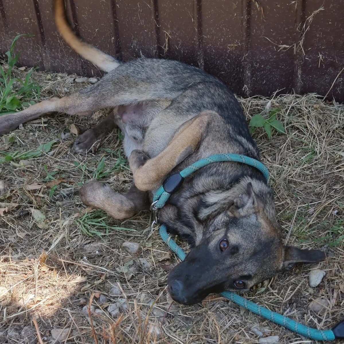 Zoltan (26-386), male puppy Mixed Breed for adoption at Amazing Friends, Säter