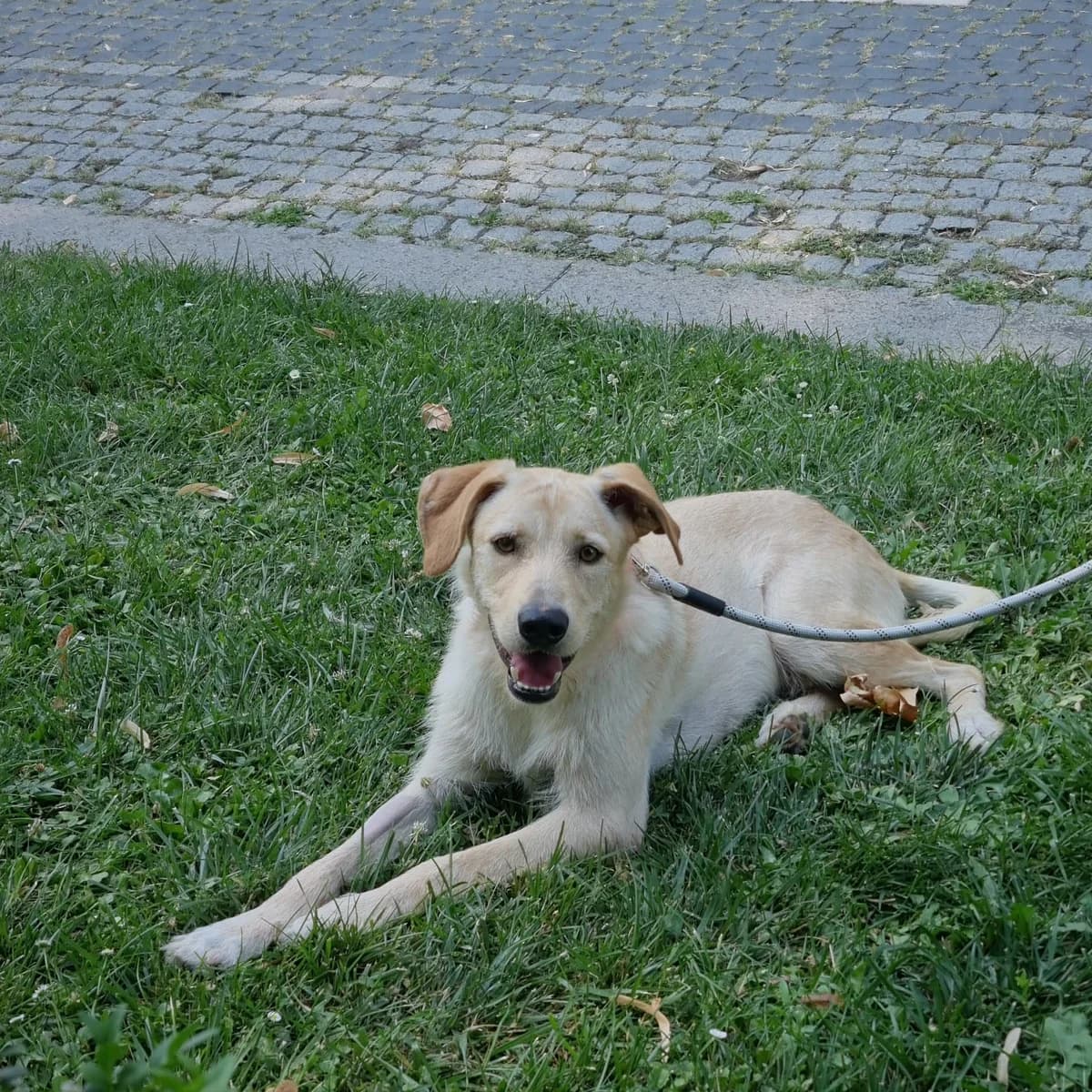 Raven (26-387), gra male young Mixed Breed for adoption at Amazing Friends, Säter