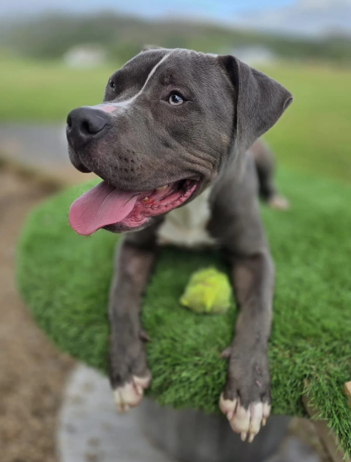 Blue (26-388), male young Mixed Breed for adoption at Amazing Friends, Säter