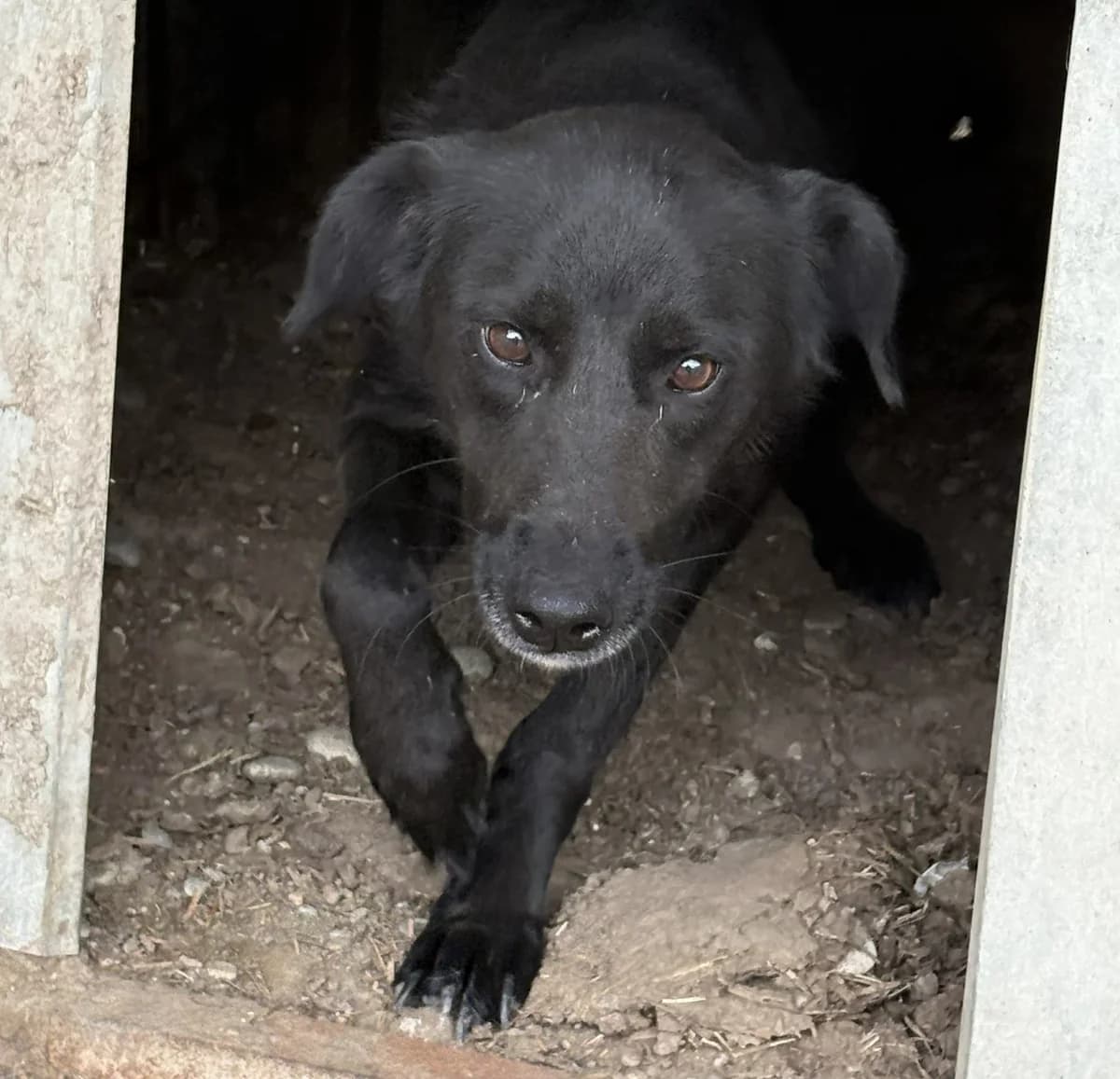 Indra (26-389), female 4yo Mixed Breed for adoption at Amazing Friends, Säter