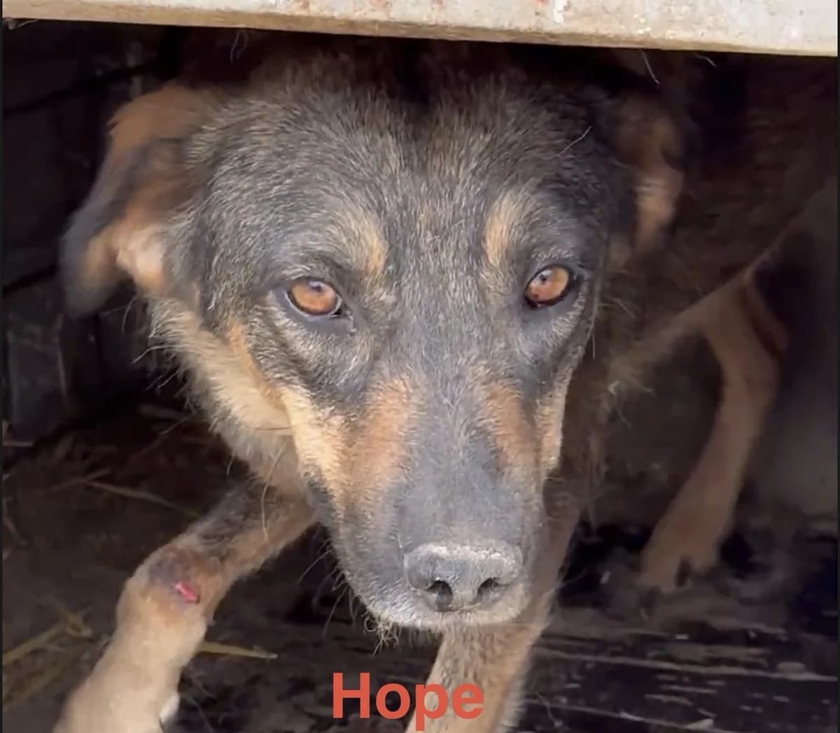 Hope (26-390), female 4yo Mixed Breed for adoption at Amazing Friends, Säter