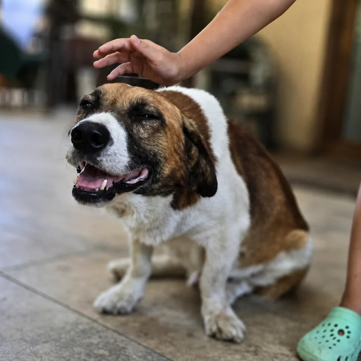 Marshall (26-392), male senior Mixed Breed for adoption at Amazing Friends, Säter