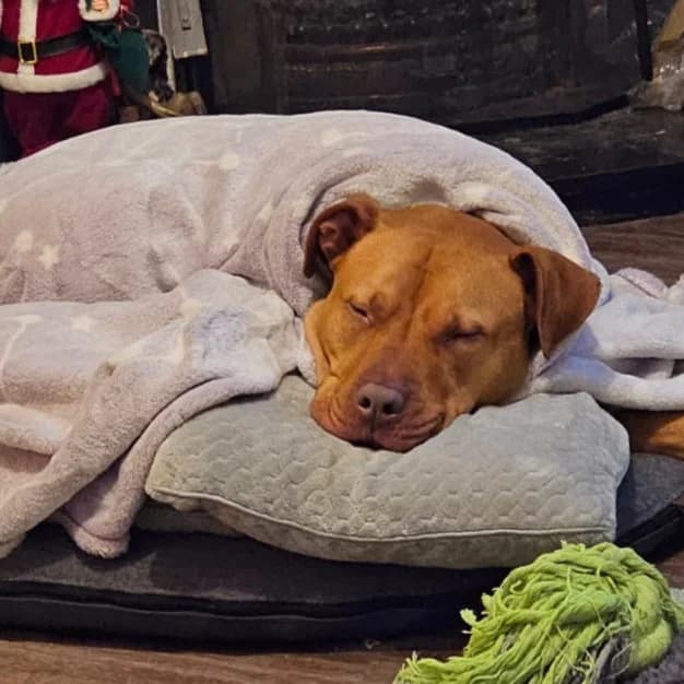 Snape (26-393), male 4yo Mixed Breed for adoption at Amazing Friends, Säter