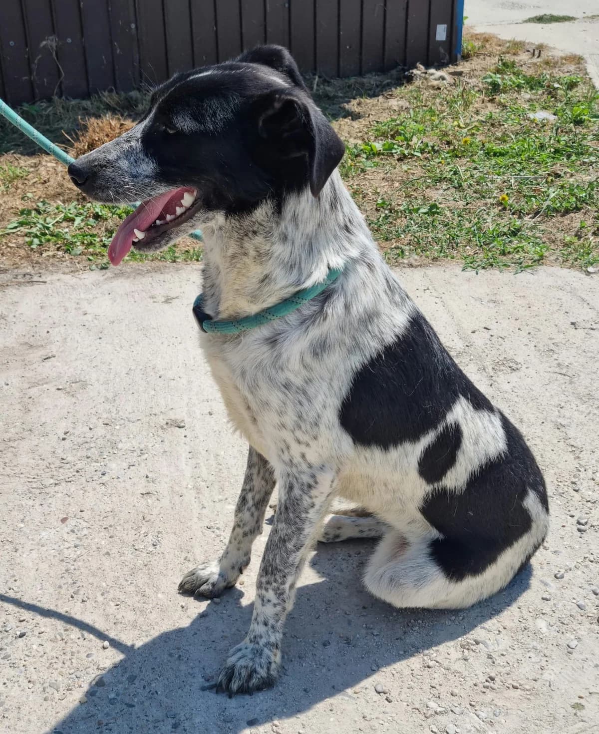 Akira (26-394), female young Mixed Breed for adoption at Amazing Friends, Säter