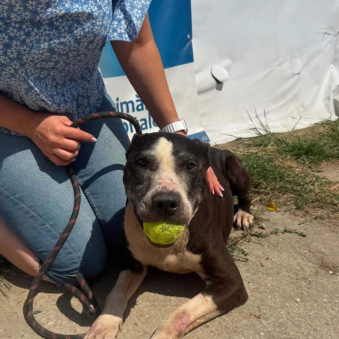 Gus (26-395), male senior Mixed Breed for adoption at Amazing Friends, Säter