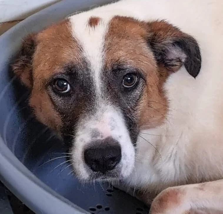 Otto (26-396), male 7yo Mixed Breed for adoption at Amazing Friends, Säter