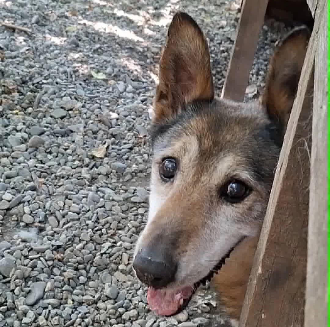 Ceasar (26-397), gra male senior Mixed Breed for adoption at Amazing Friends, Säter