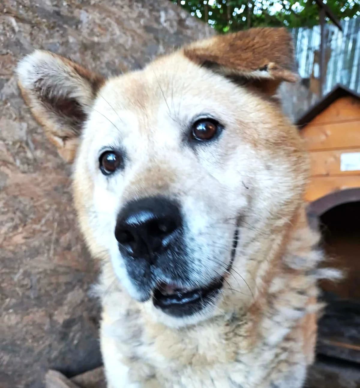 Sara (26-398), female senior Mixed Breed for adoption at Amazing Friends, Säter