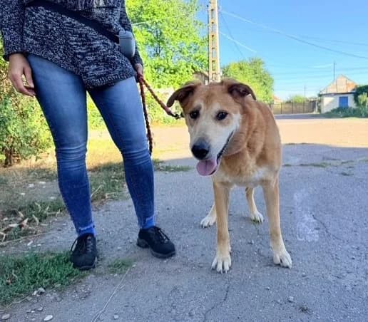 Ludo (26-399), male 6yo Mixed Breed for adoption at Amazing Friends, Säter
