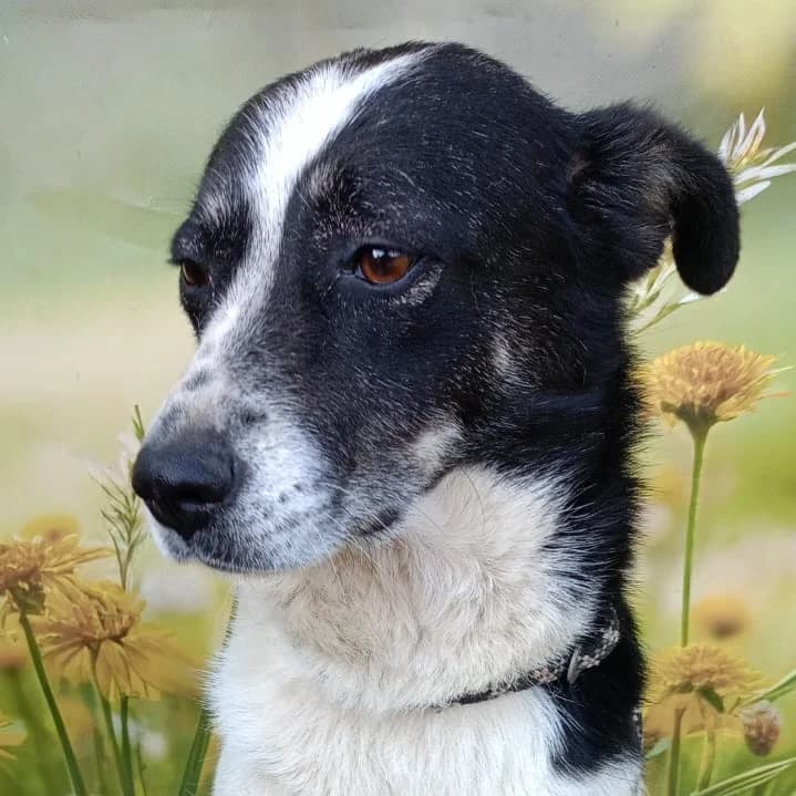 Edina (26-400), female 4yo Mixed Breed for adoption at Amazing Friends, Säter