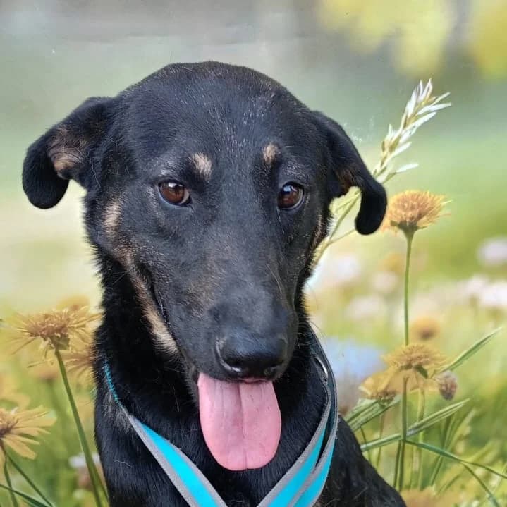 Kai (26-401), male young Mixed Breed for adoption at Amazing Friends, Säter