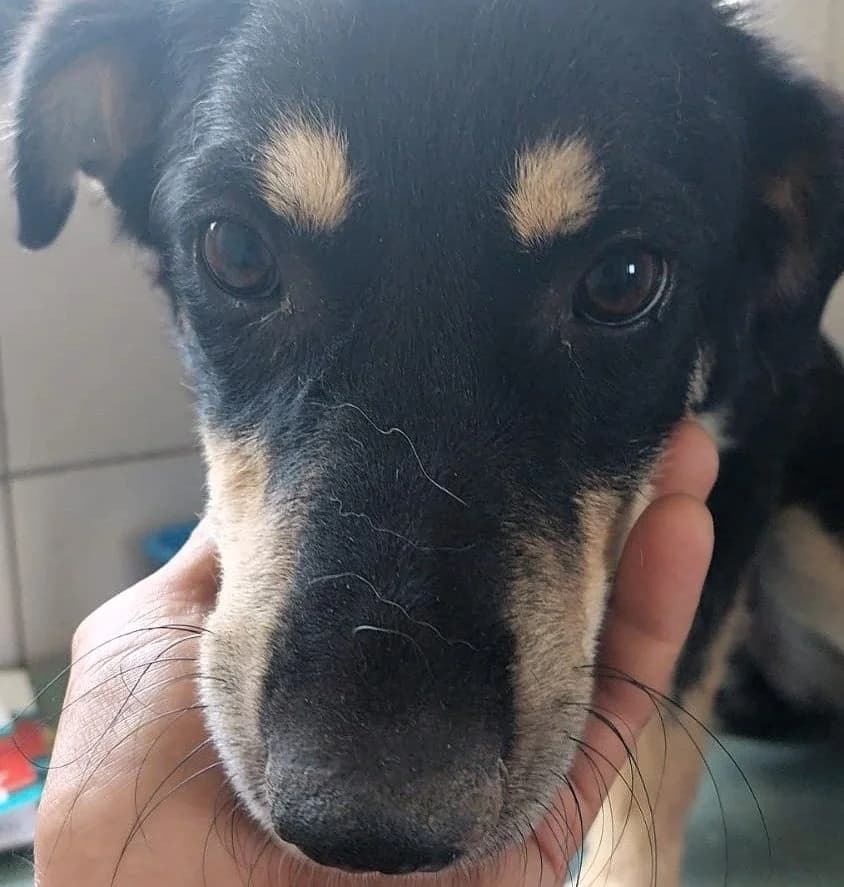 Ninja (26-402), male young Mixed Breed for adoption at Amazing Friends, Säter