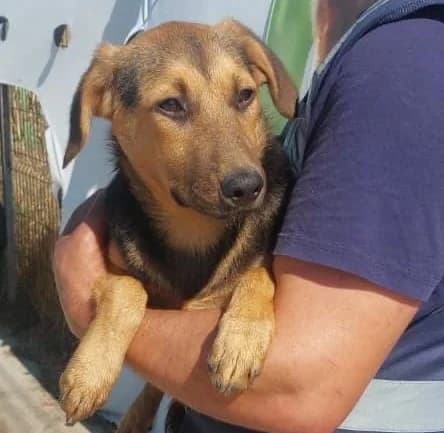 Mira (26-406), female puppy Mixed Breed for adoption at Amazing Friends, Säter