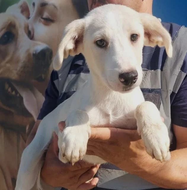 Oliver (26-407), gra male puppy Mixed Breed for adoption at Amazing Friends, Säter