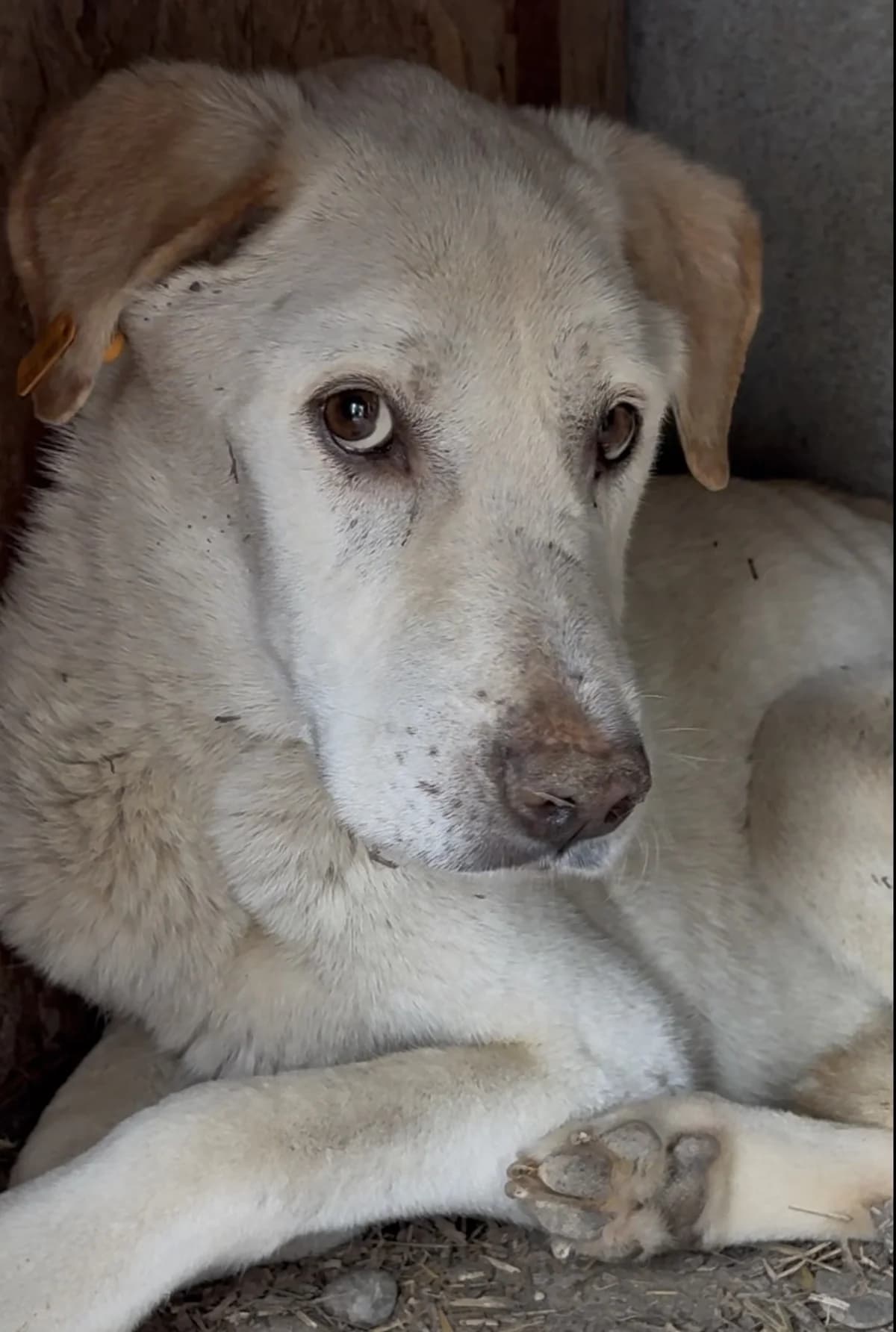Skye (26-409), male 6yo Mixed Breed for adoption at Amazing Friends, Säter