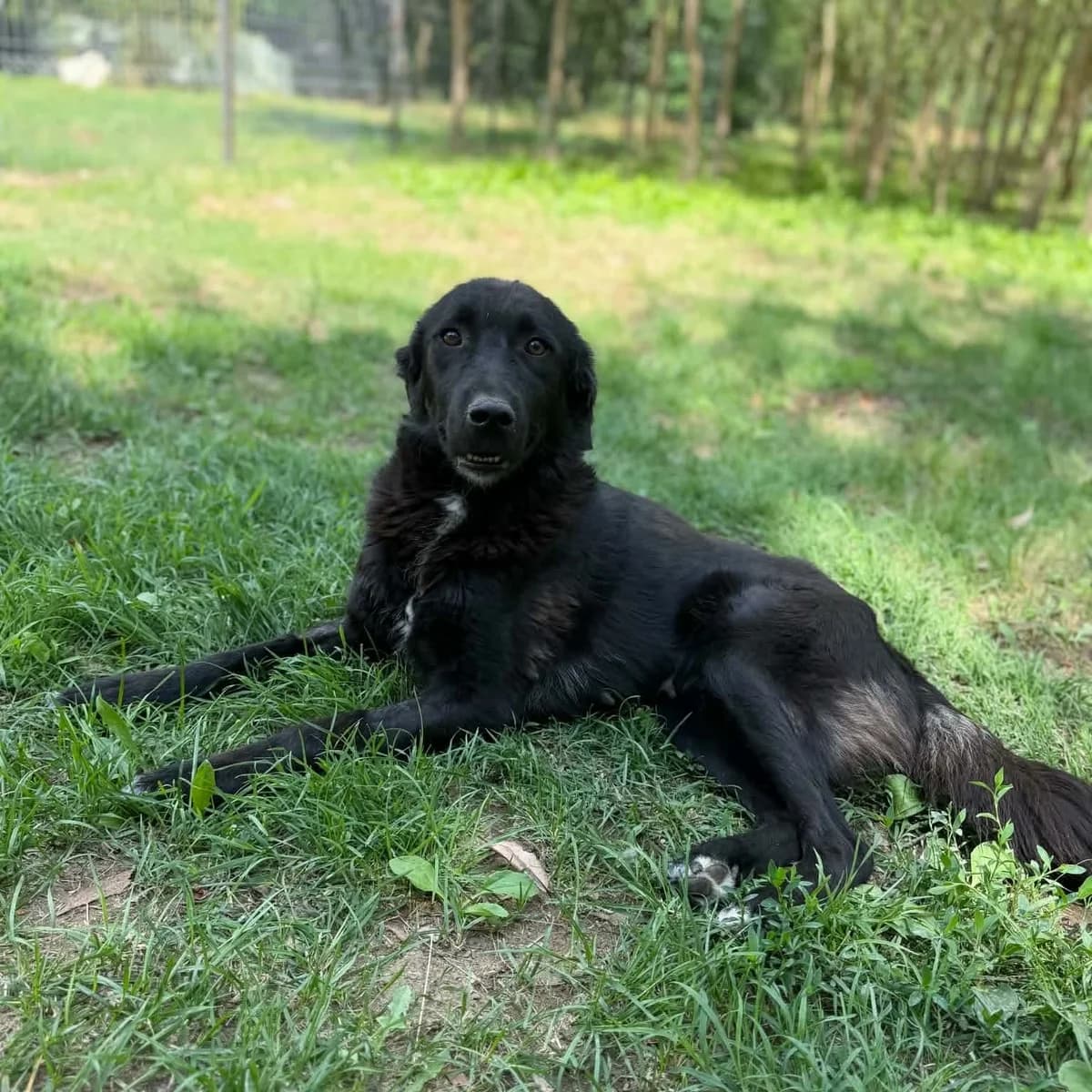 Petunia (26-410), female 4yo Mixed Breed for adoption at Amazing Friends, Säter