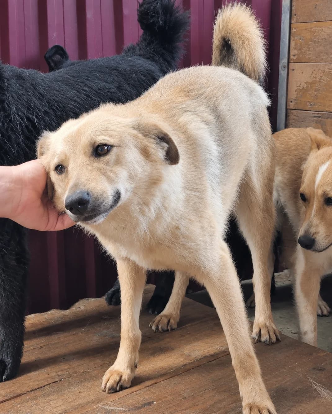 Ruben (26-411), male 3yo Mixed Breed for adoption at Amazing Friends, Säter