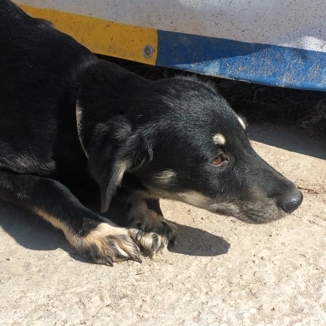 Svante (26-412), male Mixed Breed for adoption at Amazing Friends, Säter