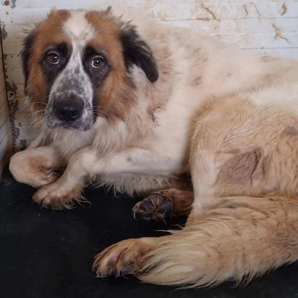 Rex (26-413), male 4yo Mixed Breed for adoption at Amazing Friends, Säter