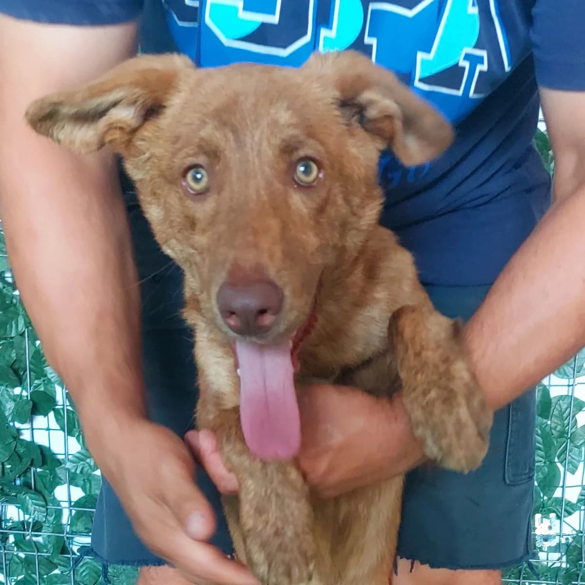 Toffee (26-414), male Mixed Breed for adoption at Amazing Friends, Säter