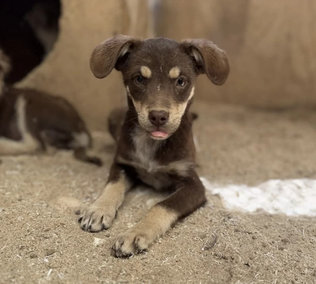 Musty (26-419), male puppy Mixed Breed for adoption at Amazing Friends, Säter