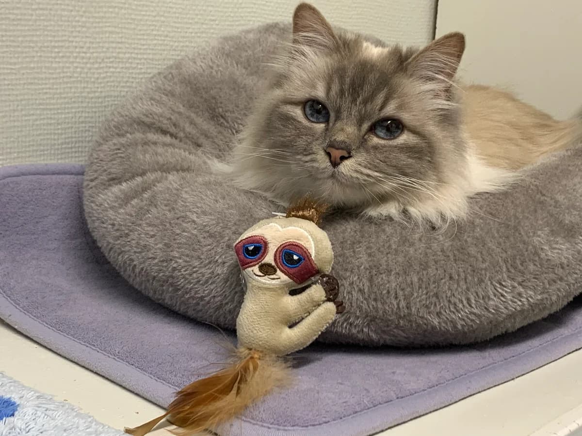 Asta, female Mixed Breed for adoption at Avesta Katthem