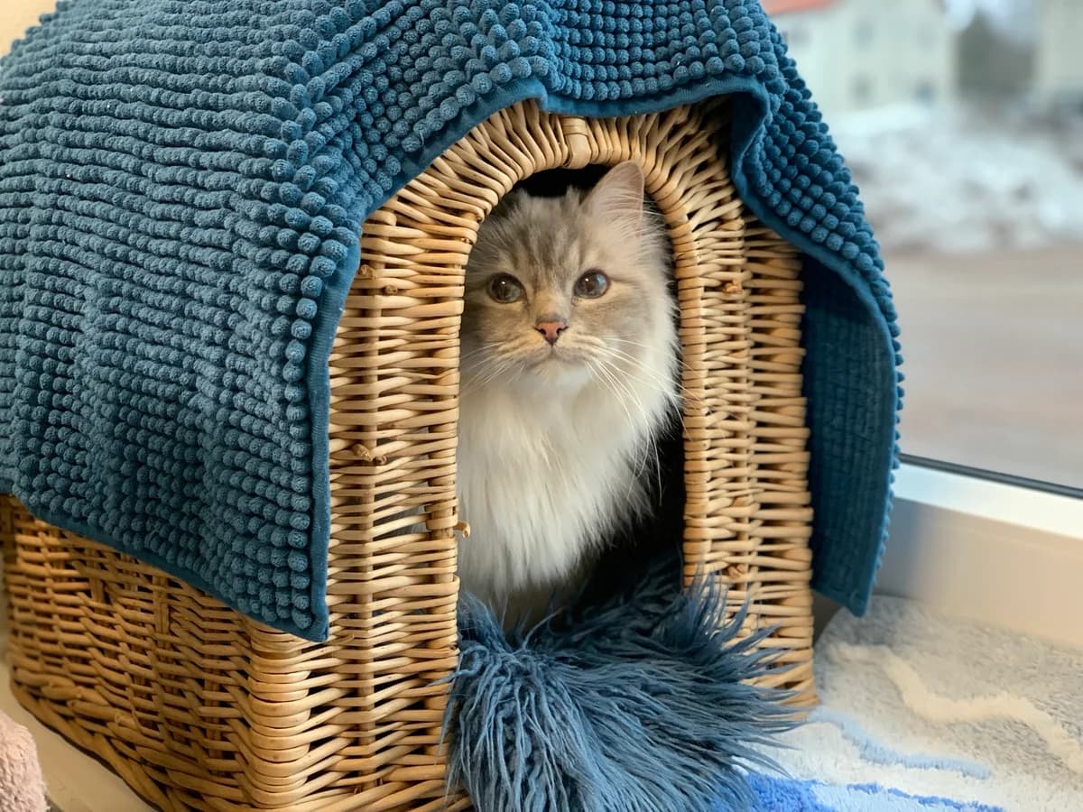 Asta, female Mixed Breed for adoption at Avesta Katthem — photo 2 of 5