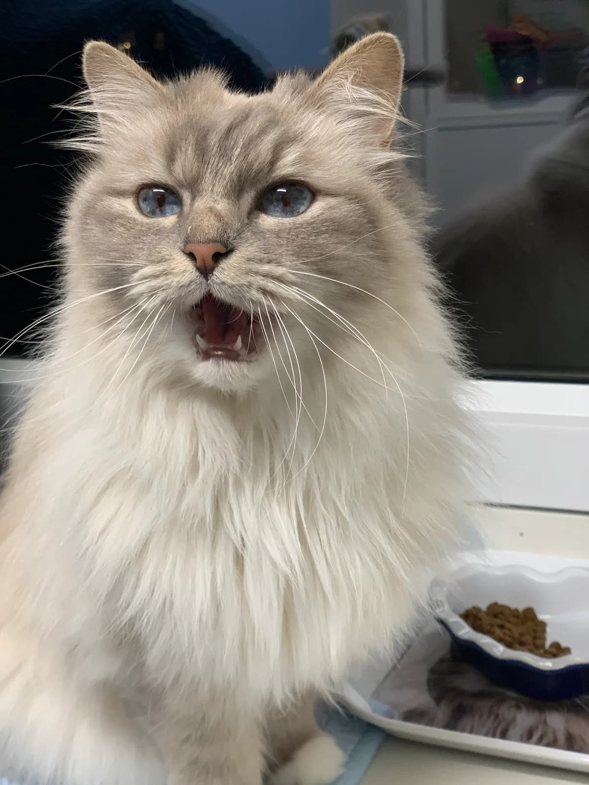 Asta, female Mixed Breed for adoption at Avesta Katthem — photo 3 of 5