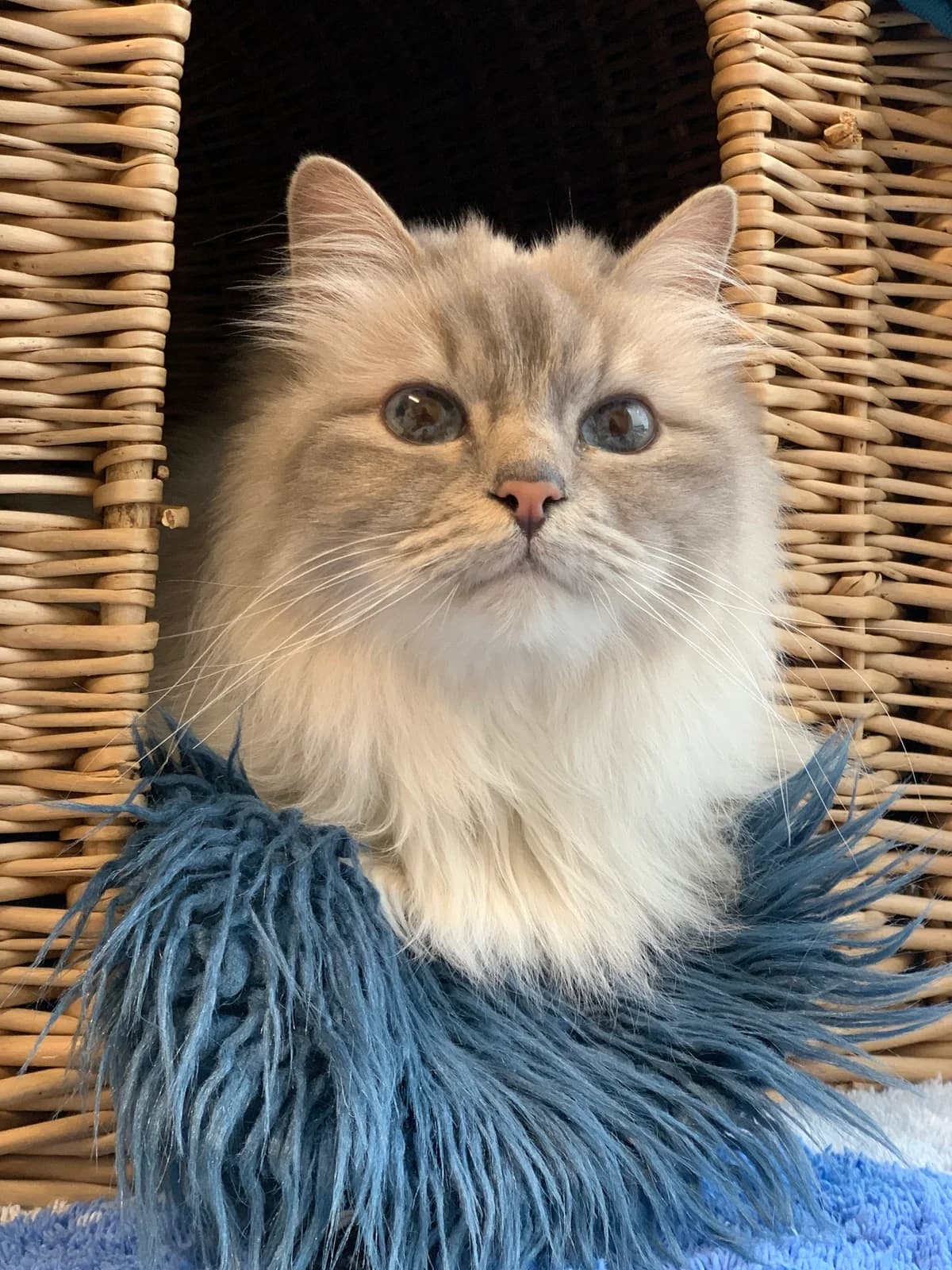 Asta, female Mixed Breed for adoption at Avesta Katthem — photo 4 of 5