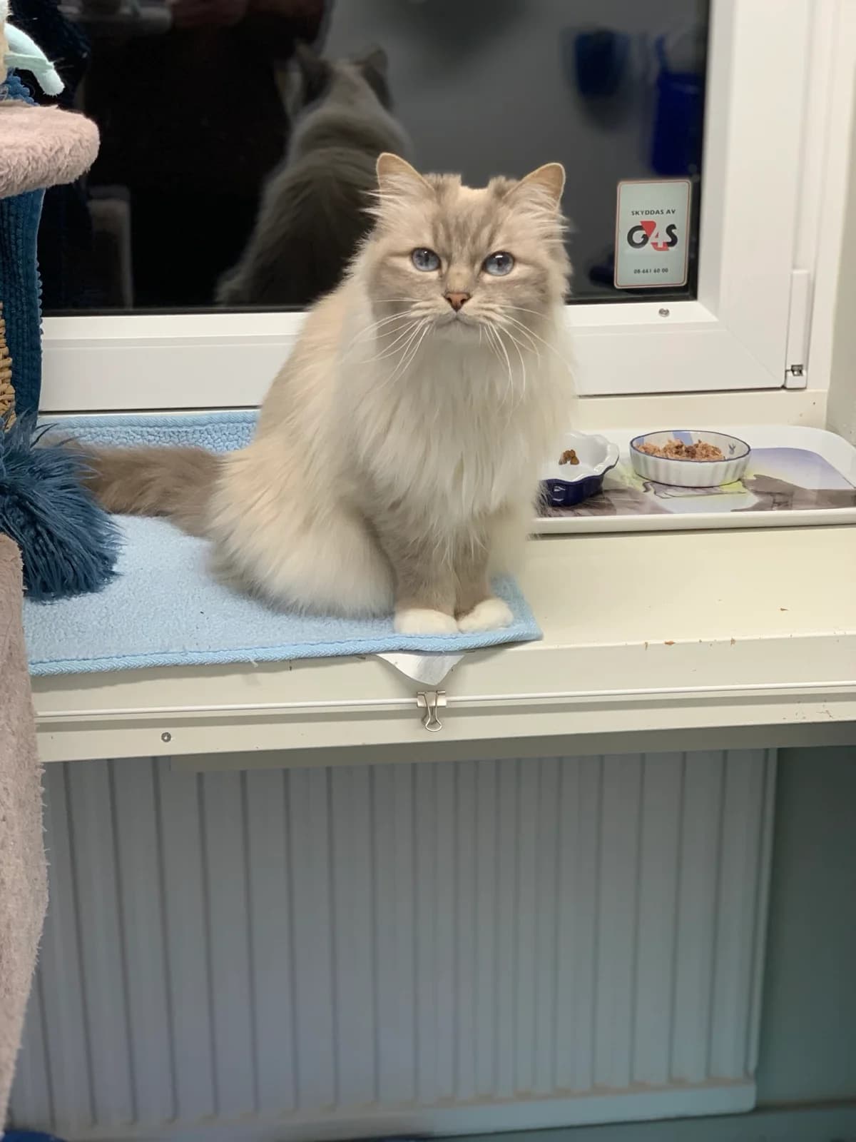 Asta, female Mixed Breed for adoption at Avesta Katthem — photo 5 of 5