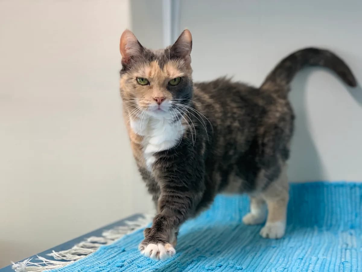 Cia, female senior Mixed Breed for adoption at Avesta Katthem, Avesta